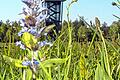 Sequenzen des Naturfilms &bdquo;Magie der Moore&ldquo; wurden im Schwarzen Moor gedreht. Unser Bild stammt allerdings aus dem eigenen Zeitungsarchiv.