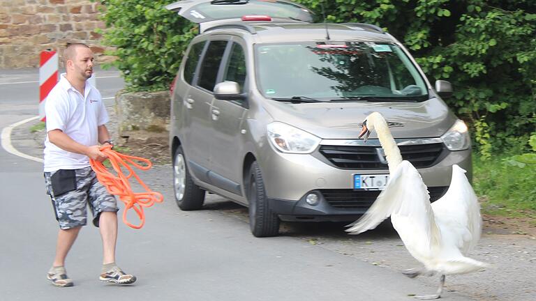 Um einem kleinen verletzten Schwan zu helfen, musste Peter Ring erst einmal das Alttier ablenken.