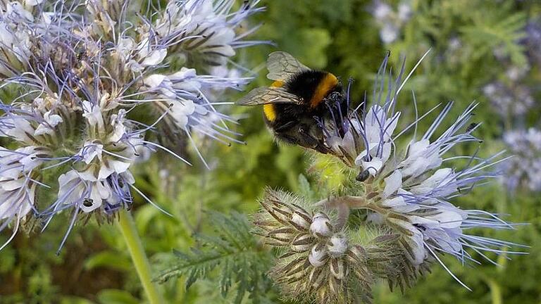 Ganz wild auf die Phacelia ist diese Hummel.