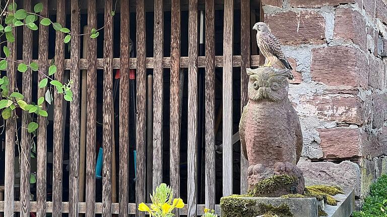 Turmfalke auf Schleiereule:&nbsp; Das Tier im Garten der Familie Aull in Eschenau befand sich in der sogenannten Bettelflugphase.