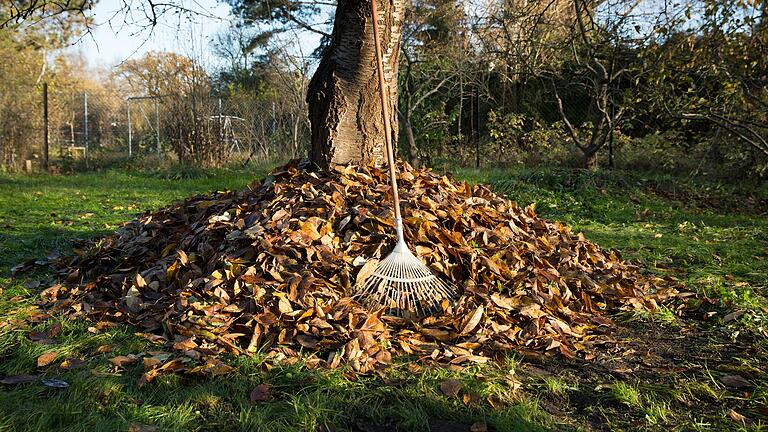 Nun werfen viele Laubbäume massiv ihre Blätter ab. Die Laubbeseitigung im eigenen Garten kann zeitintensiv sein.&nbsp;