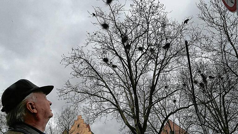 Platanen voller Saatkrähen-Nester. Anwohner haben neben der fehlenden Ruhe auch keine sauberen Autos und Wege mehr.