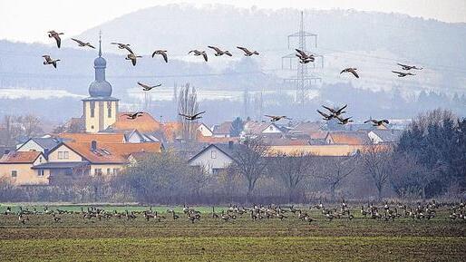 Gänsemanagement: Im Kampf gegen die Vogelplage im Maintal wurde jetzt ein auf drei Jahre angelegtes Programm gestartet, das unter Federführung der Landesanstalt für Landwirtschaft steht. Gänsemanagement: Im Kampf gegen die Vogelplage im Maintal wurde jetzt ein auf drei Jahre angelegtes Programm gestartet, das unter Federführung der Landesanstalt für Landwirtschaft steht.