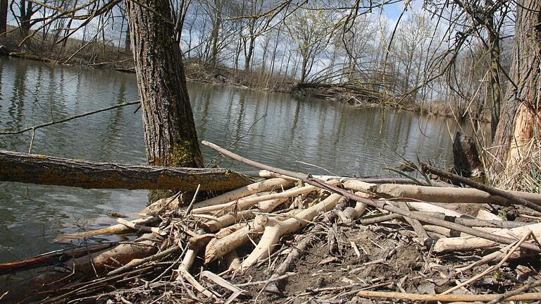 Am Wasser liegen Äste, von denen Biber die Rinde komplett abgenagt haben.