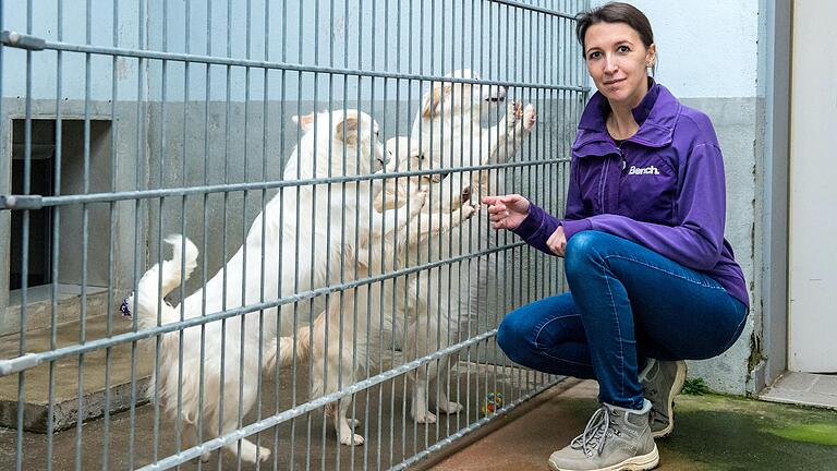 Christina Herrmann, Leiterin des Schwebheimer Tierheims, kümmert sich um die drei illegal eingeführten Welpen&nbsp;Sina, Sunny und Simba.