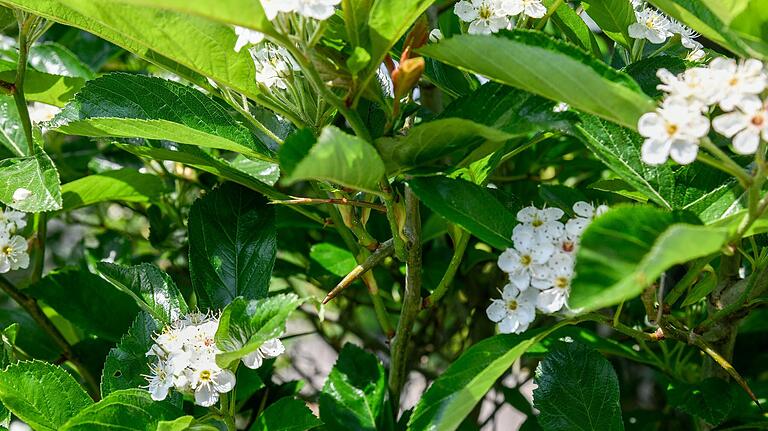 Der Apfeldorn ist als Zierstrauch oder Baum nicht nur zur Blütezeit ein Hingucker. Der Apfeldorn ist als Zierstrauch oder Baum nicht nur zur Blütezeit ein Hingucker.
