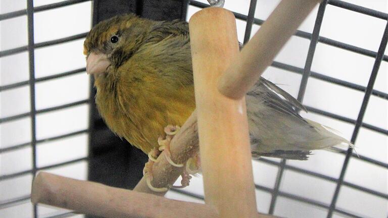 Dieser kleine Vogel hat im Tierheim auf der obersten Stange der Voliere Zuflucht gesucht. Man sieht die deformierten Krallen.