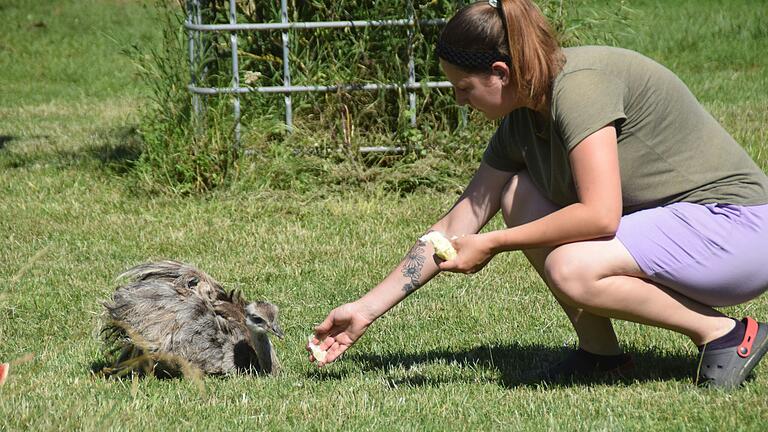 Der kleine Nandu wird per Hand gefüttert. Der kleine Nandu wird per Hand gefüttert.