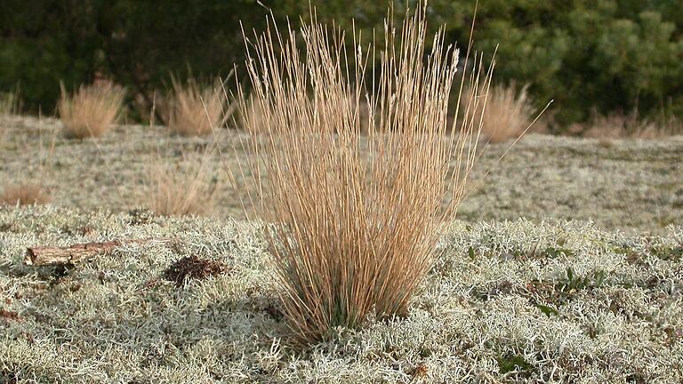 Naturschutzgebiet Dürringswasen Astheim: Das Silbergras und die Cladonia-Flechten bilden die Vegetationsdecke in weiten Teilen des Astheimer Sandes.