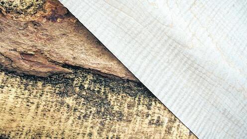 Die Riegelmaserung: Rechts oben das fertig gemesserte Furnier eines Riegelahorns. Unten ein Stück des teures Stamms aus Frankreich, bei dem man an der von der Rinde befreiten Stelle die Riegel erkennen kann.