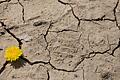 Aufnahme aus dem regenarmen Vorjahr: Ein Löwenzahn kämpft sich durch den schon im April völlig vertrockneten Boden auf dem Gelände der Landesgartenschau am Würzburger Hubland.