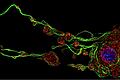 Blutplättchen entstehen im Knochenmark aus riesigen Voräuferzellen (Megakaryozyten). Gezeigt ist eine fluoreszenzmikroskopische Aufnahme eines Megakaryozyten, der gerade lange Ausläufer bildet, aus denen dann Blutplättchen freigesetzt werden. Diese sind bereits erkennbar als kugelförmige Ausstülpungen am Ende der Ausläufer.