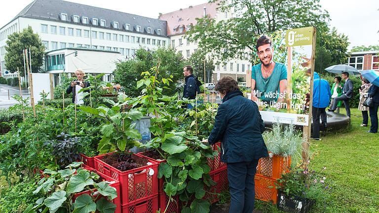 Reiche Ernte verspricht der Urban-Gardening-Demonstrationsgarten vor dem Olympia-Morata-Gymnaisum. Reiche Ernte verspricht der Urban-Gardening-Demonstrationsgarten vor dem Olympia-Morata-Gymnaisum.