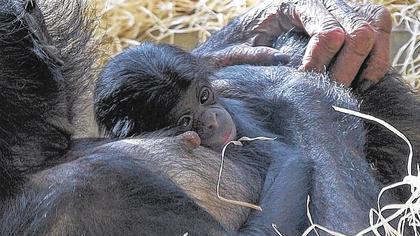 Überraschender Tod: Das Bonobo-Mädchen Alima, auf dem Bild im Arm ihrer Mutte Banbo, ist überraschend im Zoo Wilhelma in Stuttgart an einer Lungenentzündung verstorben.