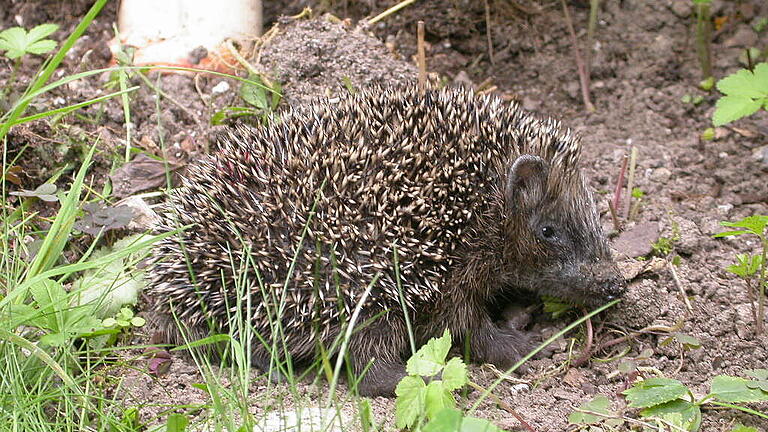 Ein Schnappschuss aus der Igel-Aufzuchtstation in Retzbach.