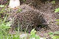 Ein Schnappschuss aus der Igel-Aufzuchtstation in Retzbach.