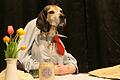 Auch Vierbeiner schätzen gutes Essen: Ein 'Dinner für den Hund' wurde dem neunjährigen Jagdhund Otto bei der Büttensitzung in Horhausen serviert.
