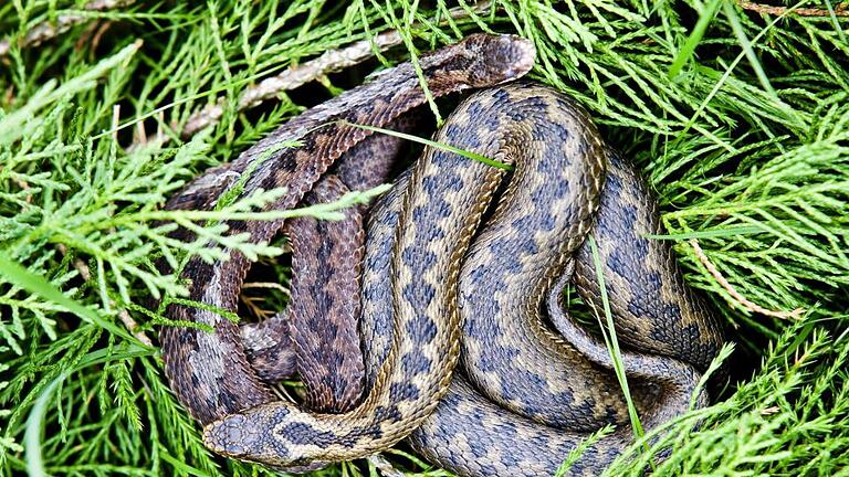 KINA - Wusstest du, dass ...? - Giftige Tiere auch bei uns       -  ARCHIV - Zwei Kreuzottern (Vipera berus) sonnen sich in ihrem Versteck, aufgenommen am 02.08.2008 im «Skandinavisk Dyrepark» unweit von Kolind im dänischen Djursland. Kreuzottern sind giftig. Ihr Biss kann äußerst schmerzhaft sein und gefährliche Folgen haben. Aber dass jemand gebissen wird, passiert äußerst selten. Foto: Patrick Pleul   ACHTUNG: Kostenfrei nur für Bezieher des dpa-Dienstes Nachrichten für Kinder  +++(c) dpa - Nachrichten für Kinder+++