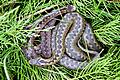 KINA - Wusstest du, dass ...? - Giftige Tiere auch bei uns       -  ARCHIV - Zwei Kreuzottern (Vipera berus) sonnen sich in ihrem Versteck, aufgenommen am 02.08.2008 im «Skandinavisk Dyrepark» unweit von Kolind im dänischen Djursland. Kreuzottern sind giftig. Ihr Biss kann äußerst schmerzhaft sein und gefährliche Folgen haben. Aber dass jemand gebissen wird, passiert äußerst selten. Foto: Patrick Pleul   ACHTUNG: Kostenfrei nur für Bezieher des dpa-Dienstes Nachrichten für Kinder  +++(c) dpa - Nachrichten für Kinder+++