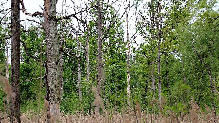 In dem in den Frankenwinheimer Teil des Hörnauer Waldes eingebetteten Privatwald sind die Folgen des mittlerweile abgeebbten Eichensterbens immer noch offenkundig. In dem in den Frankenwinheimer Teil des Hörnauer Waldes eingebetteten Privatwald sind die Folgen des mittlerweile abgeebbten Eichensterbens immer noch offenkundig.