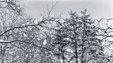 Winterimpressionen aus Franken       -  (rtg)   &bdquo;Winterimpressionen aus Franken &ndash; unter dieser Überschrift findet eine Ausstellung des Würzburger Fotografen Christoph K. Schwarz im Servicezentrum des Finanzamts Würzburg statt. Bei der ersten Ausstellung im neuen Jahr steht die klassische analoge Schwarz-Weiß-Fotografie im Mittelpunkt. Die Fotografien des Künstlers Christoph K. Schwarz stehen sowohl in ihrer Bildsprache als auch der handwerklichen Ausrichtung in der Tradition der amerikanisch geprägten klassischen Landschaftsfotografie und hierbei insbesondere ihres bekanntesten Vertreters, Ansel Adams. Die Motive seiner Naturaufnahmen findet der Künstler vor allem in seiner unterfränkischen Heimat: die eigentlich unaufgeregten Landschaftsansichten gewinnen durch die Abbildung in Schwarz-Weiß eine ganz andere Dimension und erfahren durch ihre monochrome Darstellung eine ungeheure darstellerische Kraft. Die Fotografien entstehen von der Aufnahme bis zum fertigen Abzug komplett analog. Sämtliche Arbeitsschritte werden manuell ausgeführt.