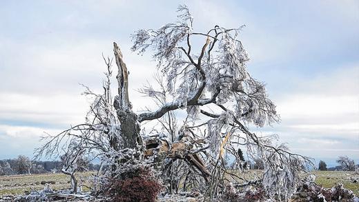 Naturschauspiele: In der Rhön bieten sich viele Möglichkeiten, die Natur zu erleben. Verschiedenste Angebote dazu bietet das Veranstaltungsprogramm des Vereins Naturpark und Biosphärenreservat Rhön, das jetzt vorgestellt wurde. Naturschauspiele: In der Rhön bieten sich viele Möglichkeiten, die Natur zu erleben. Verschiedenste Angebote dazu bietet das Veranstaltungsprogramm des Vereins Naturpark und Biosphärenreservat Rhön, das jetzt vorgestellt wurde.