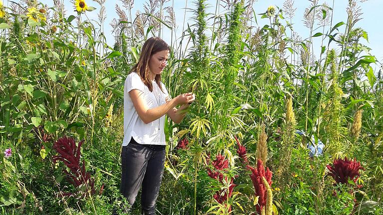 Projektmanagerin Michaela Stäblein von der Agrokraft inmitten einer Blühfläche. Projektmanagerin Michaela Stäblein von der Agrokraft inmitten einer Blühfläche.
