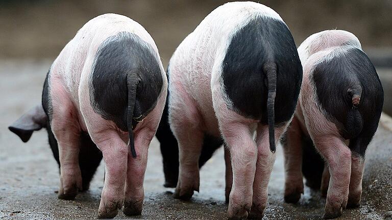 KINA - Schweinchen mit schwarzem Po - 3450 Unterschriften haben Tierrechtler für zwei schwäbisch-hällische Schweine im Wildpark gesammelt, um sie vor der Schlachtbank zu retten. Unser Foto zeigt Artgenossen aus dem Berliner Tierpark. KINA - Schweinchen mit schwarzem Po - 3450 Unterschriften haben Tierrechtler für zwei schwäbisch-hällische Schweine im Wildpark gesammelt, um sie vor der Schlachtbank zu retten. Unser Foto zeigt Artgenossen aus dem Berliner Tierpark.