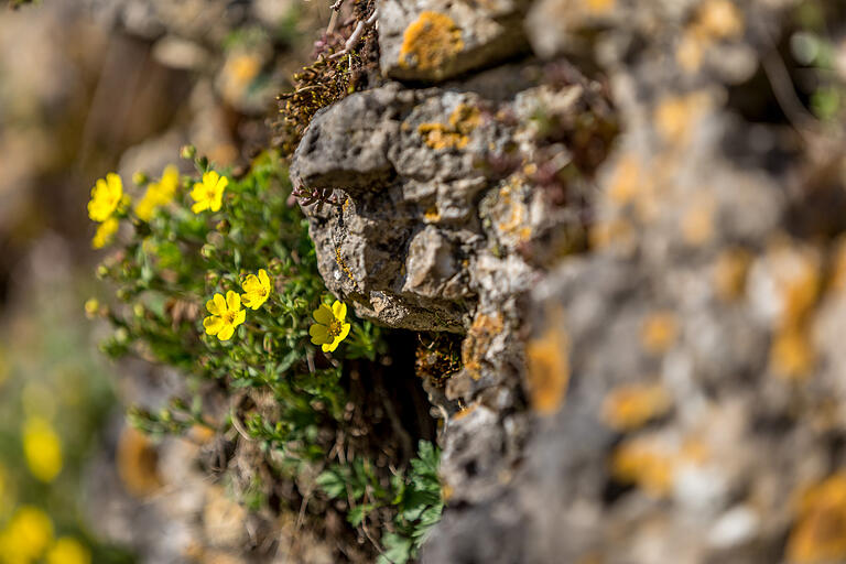 Blümchen wachsen an den Felsen. Blümchen wachsen an den Felsen.