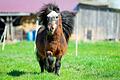 Noch top in Form: Pony 'Bobby' zeigt an seinem 40. Geburtstag, dass es auch im hohen Pferdealter noch über die Weide galoppieren kann.
