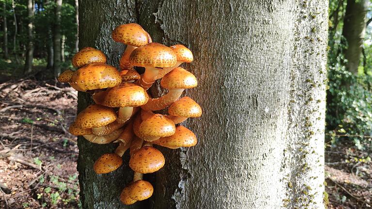 Wo steht der dickste Baum in Main-Spessart? Das Amt für Ernährung, Landwirtschaft und Forsten mit Sitz in Karlstadt sucht zum Tag des Baumes die größten Stämme in der Region.