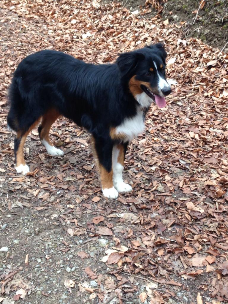 Pablo, ein Australian Shepherd, will Schulbesuchshund in Gemünden werden.