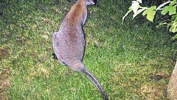 Ungewöhnlicher Besucher: Das Känguru, das in Sickershausen eingefangen wurde.