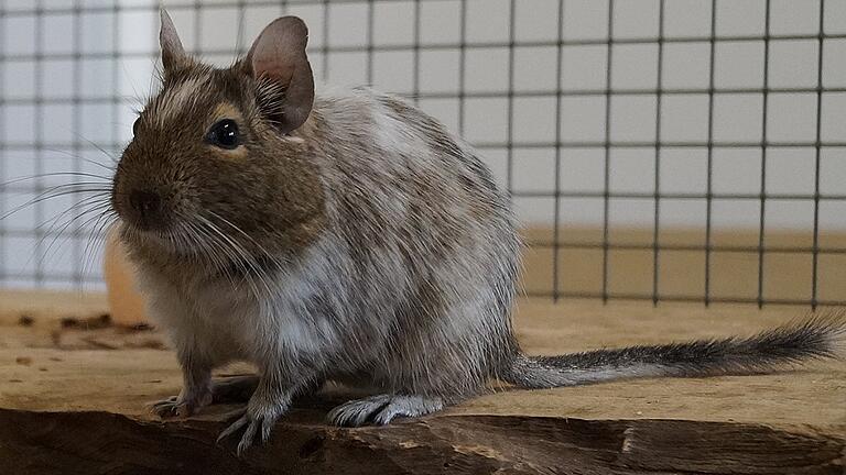 Vier Degus leben derzeit im Tierheim in Zell. Die aus Chile stammenden Strauchratten sind beliebte Haustiere.