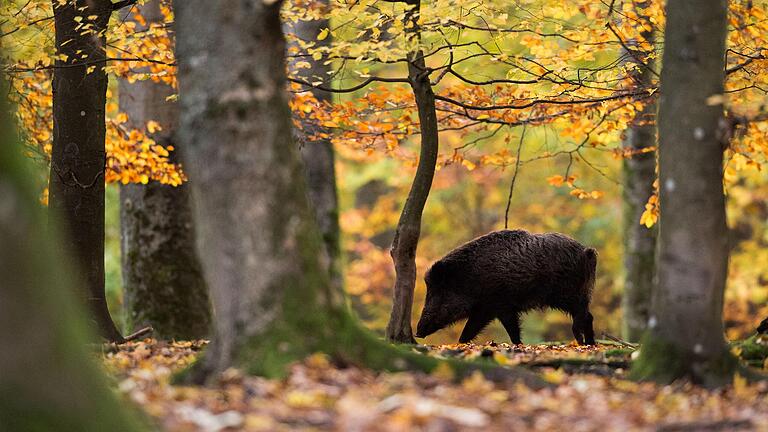 Wo landen die vielen in Unterfranken abgeschossenen Wildschweine?