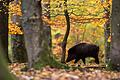 Wo landen die vielen in Unterfranken abgeschossenen Wildschweine?