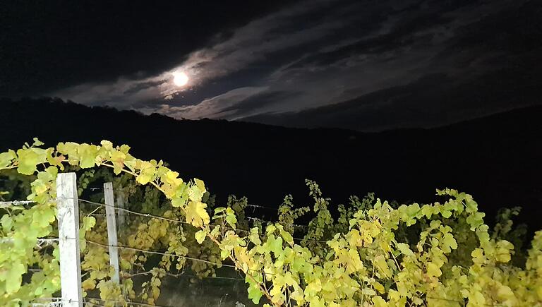 Hinter Wolkenschleiern zeigt sich der Vollmond über dem Weinberg.