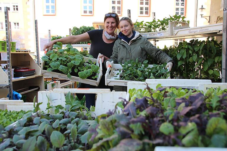 Blumenladen Engel, Grüner Markt: Hildegard Engel beim Straßenverkauf am Marktplatz in Gerolzhofen. Blumenladen Engel, Grüner Markt: Hildegard Engel beim Straßenverkauf am Marktplatz in Gerolzhofen.