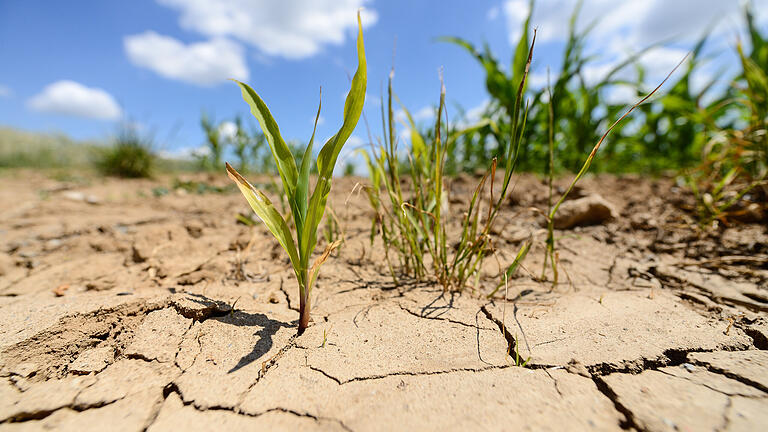 Zwar nicht in diesem (regenreichen) Sommer, aber in den Jahren zuvor sah es auf unterfränkischen Maisfeldern teils so aus: durch Trockenheit aufgerissene Erdkruste mit kärglichen Pflänzchen.