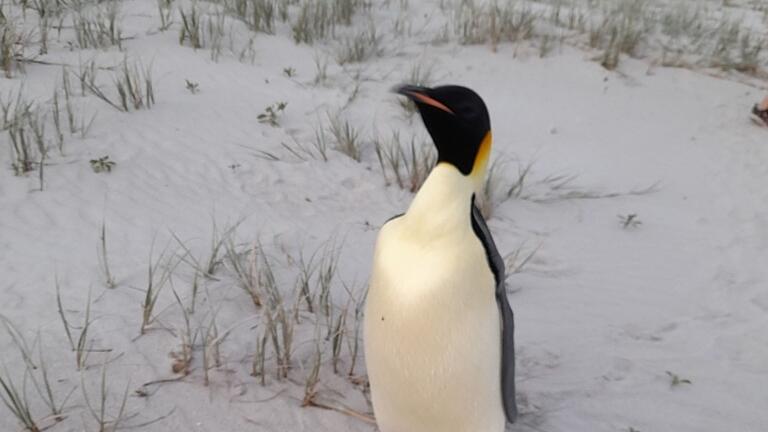 Kaiserpinguin strandet in Australien       -  Badegäste am Ocean Beach staunten nicht schlecht über den seltenen Gast.