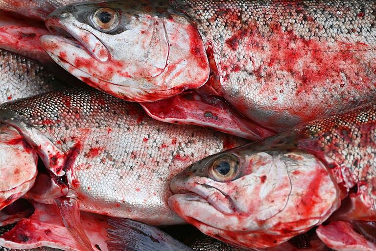 Auch Fische haben Blut. Auch Fische haben Blut.