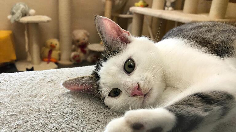 Eine Katzenschutzverordnung könnte die Arbeit der Tierschutzinitiative Haßberge künftig erleichtern. Die Population der Katzenkinder von Streunern, so wie hier im Bild, dürfte dann deutlich abnehmen. Eine Katzenschutzverordnung könnte die Arbeit der Tierschutzinitiative Haßberge künftig erleichtern. Die Population der Katzenkinder von Streunern, so wie hier im Bild, dürfte dann deutlich abnehmen. 