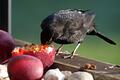 Amsel frisst Obst.jpeg       -  Weichfutterfresser wie Amseln freuen sich im Winter auch über Obst. Auch in Würzburg ist der Vogel zuhause.
