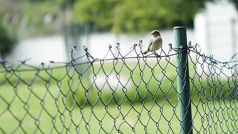 sparrow standing on a wire fence - _ sparrow standing on a wire fence - _