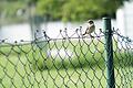sparrow standing on a wire fence       -  _