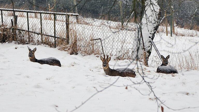 Für Wildtiere wie Rehe ist es im Winter sehr wichtig, dass sie in der Natur nicht gestört werden, bespielsweise durch Spaziergänger und Sportler. Darum sollten die Tiere in Ruhe gelassen werden.