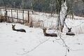 Für Wildtiere wie Rehe ist es im Winter sehr wichtig, dass sie in der Natur nicht gestört werden, bespielsweise durch Spaziergänger und Sportler. Darum sollten die Tiere in Ruhe gelassen werden.