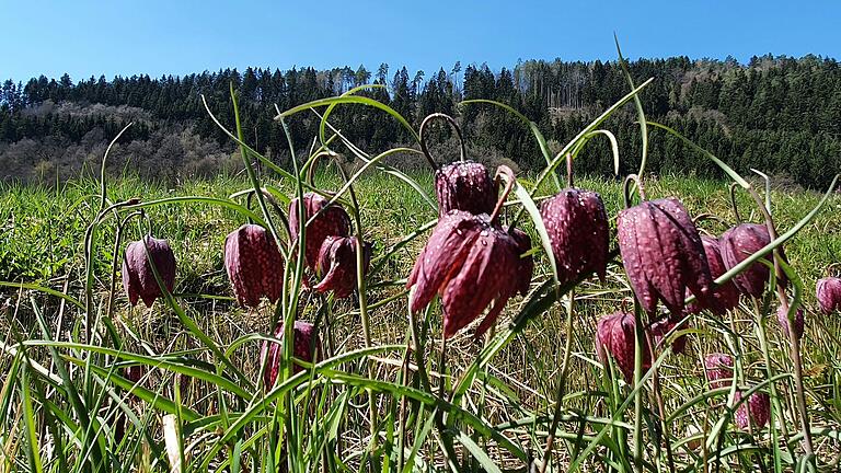 Die Schachblumen in Obersinn blühen wieder- und locken damit viele Naturfreunde an. Die Schachblumen in Obersinn blühen wieder- und locken damit viele Naturfreunde an. 