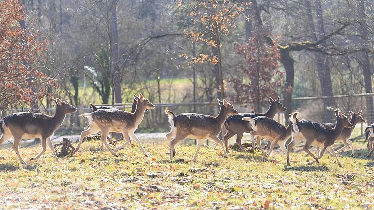 Im Tierpark in Sommerhausen können Tiere nicht nur beobachtet, sondern auch gestreichelt werden.&nbsp;