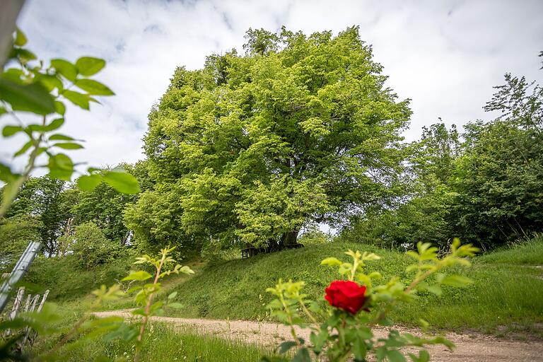Zwischen Schlossberg und Herrenberg ist heute noch die ehemalige Gerichtslinde zu bewundern. Der Multistamm hat einen Durchmesser von über acht Metern. Es ist nicht ganz klar, wann sie gepflanzt wurde, Schätzungen gehen von einem Alter von bis zu 1100 Jahren aus. Zwischen Schlossberg und Herrenberg ist heute noch die ehemalige Gerichtslinde zu bewundern. Der Multistamm hat einen Durchmesser von über acht Metern. Es ist nicht ganz klar, wann sie gepflanzt wurde, Schätzungen gehen von einem Alter von bis zu 1100 Jahren aus. 
